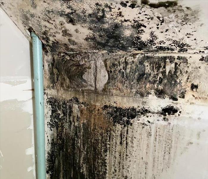 A wall covered in mold inside a home
