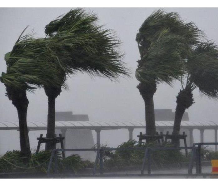 Palm trees blowing in severe wind